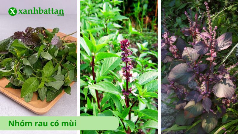 Nhóm hạt giống rau có mùi