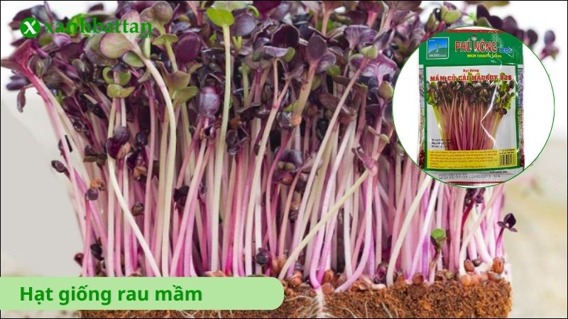 Hạt giống rau mầm là gì?