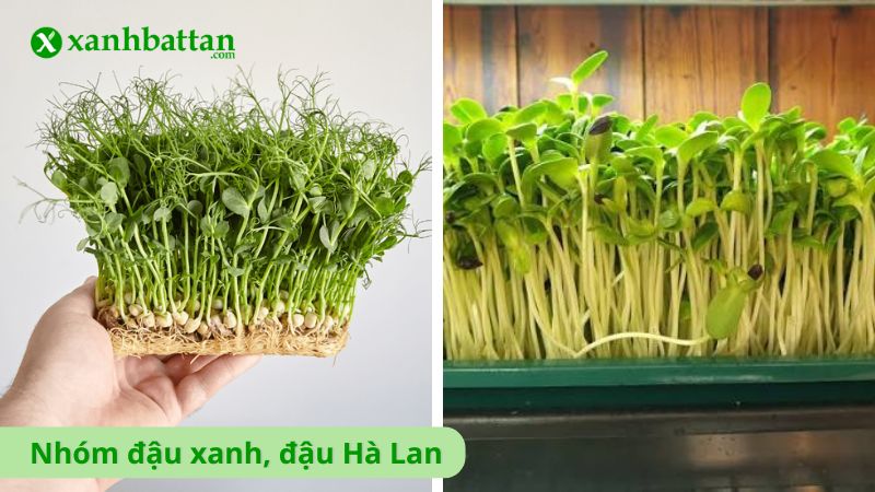 Nhóm hạt giống đậu xanh, đậu Hà Lan