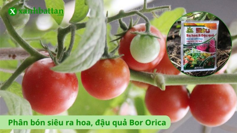 Phân bón siêu ra hoa, đậu quả Bor Orica