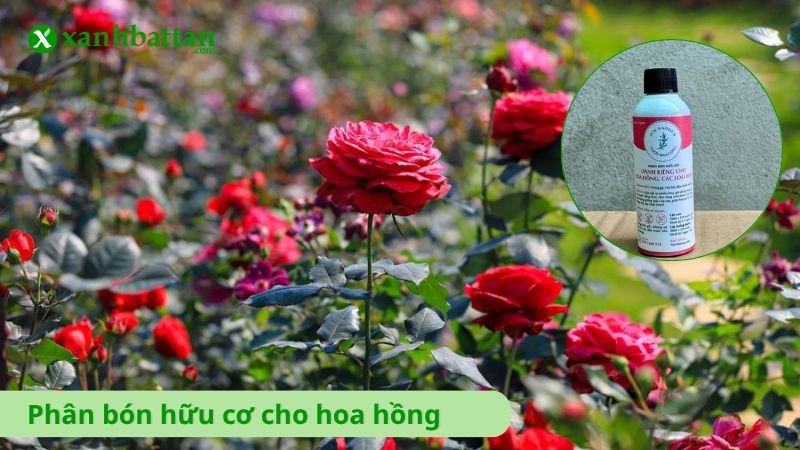 Phân bón hữu cơ cho hoa hồng