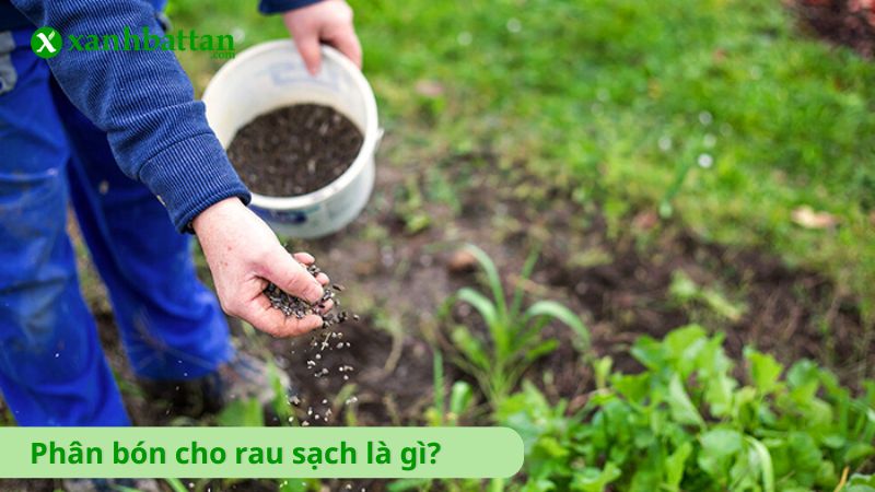 Phân bón cho rau sạch là gì?