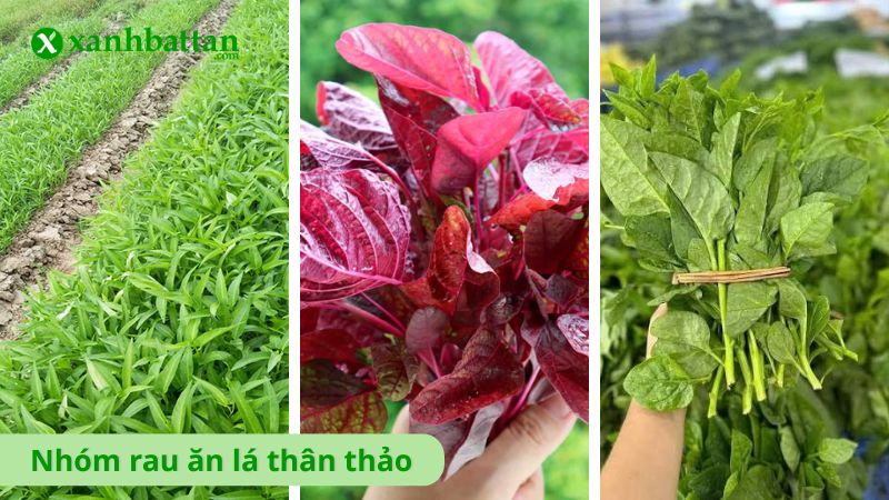 Nhóm rau ăn lá thân thảo