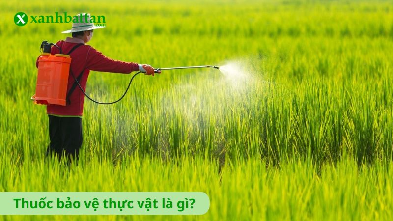 Thuốc bảo vệ thực vật là gì?