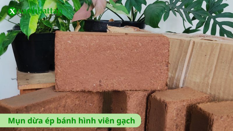 Mụn dừa ép bánh hình viên gạch