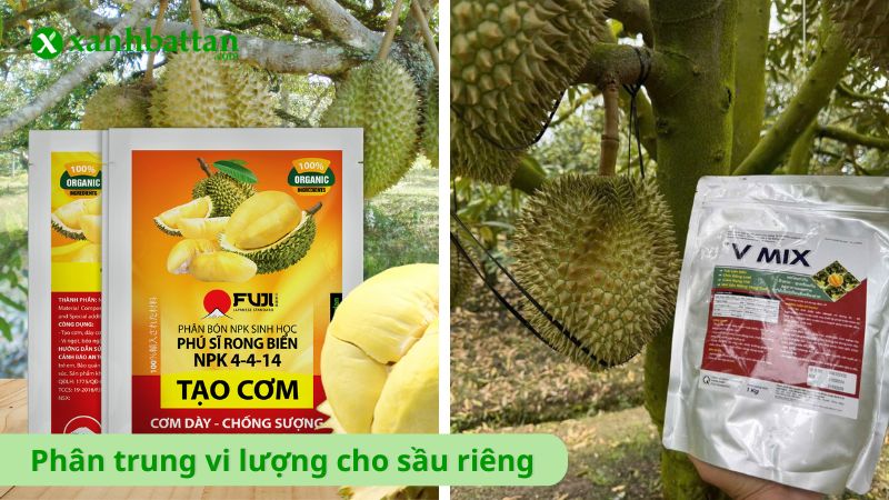 Phân trung vi lượng cho sầu riêng
