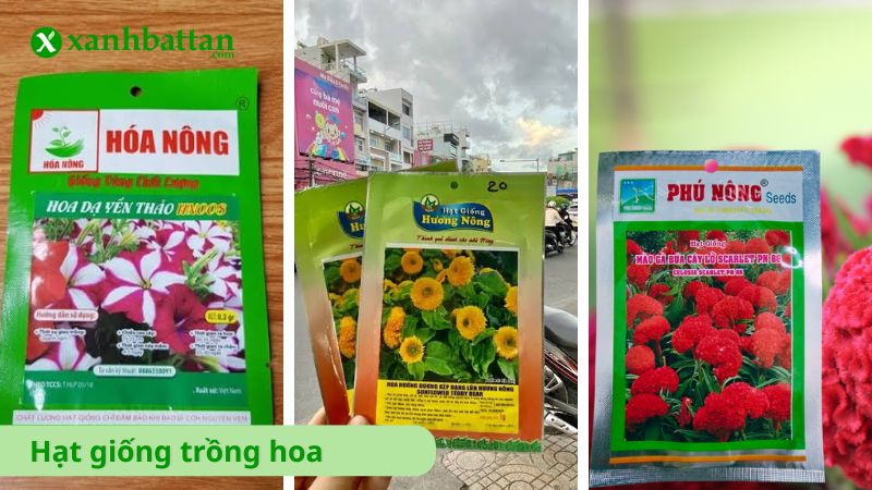 Hạt giống hoa là gì?