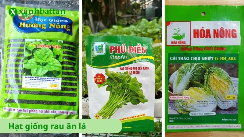 Hạt giống rau ăn lá là gì?