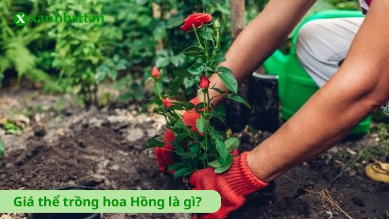 Giá thể trồng hoa Hồng là gì?