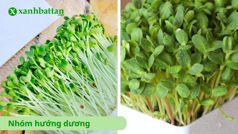 Nhóm hạt giống rau mầm hướng dương