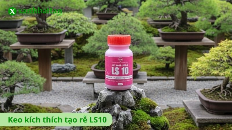 Keo kích thích tạo rễ LS10