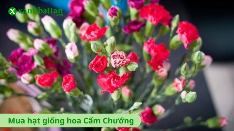 Hạt giống hoa Cẩm Chướng