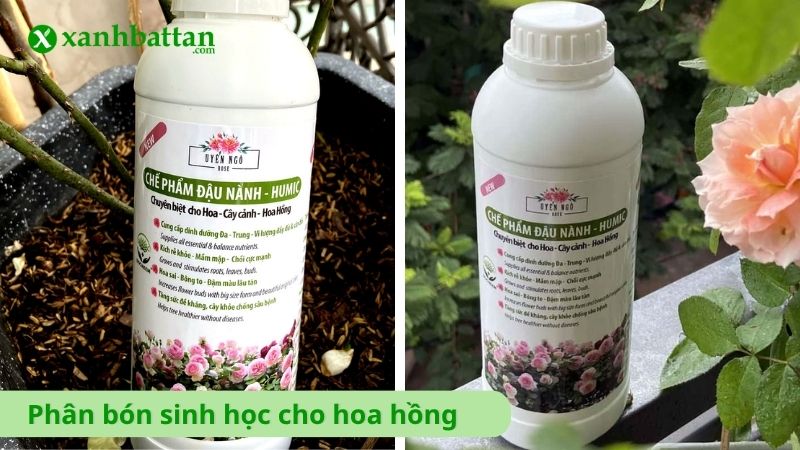 Phân bón sinh học cho hoa hồng