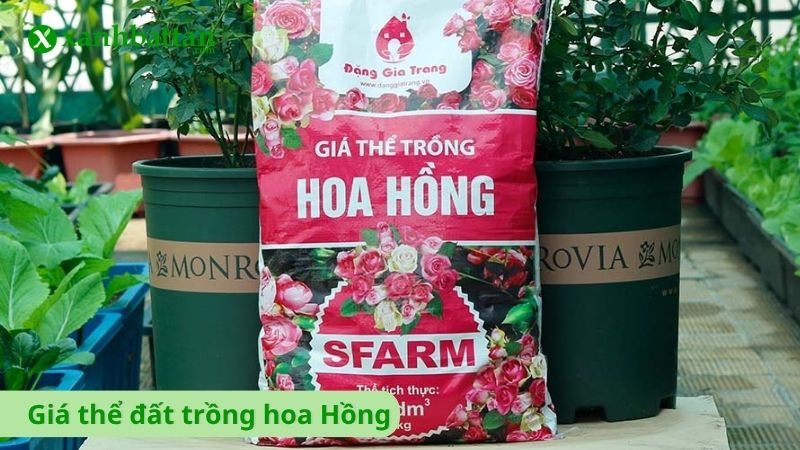 Tìm hiểu giá thể đất trồng hoa Hồng là gì?