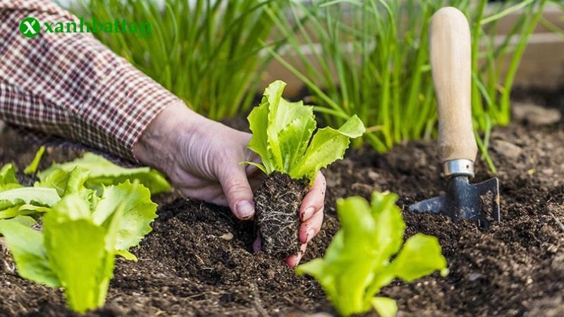 Giá thể đất sạch trồng cây là gì?