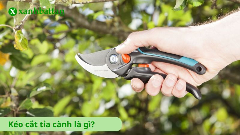 Dụng cụ kéo cắt cành là gì?