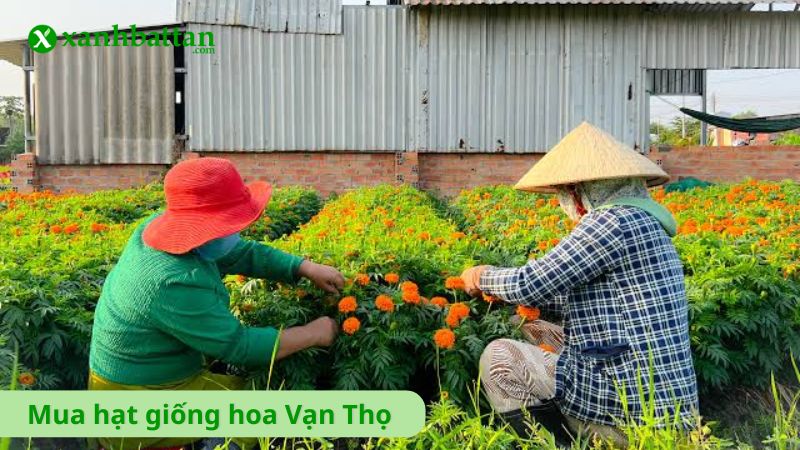 Hạt giống hoa Vạn Thọ