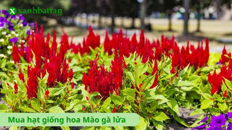 Hạt giống hoa Mào gà lửa