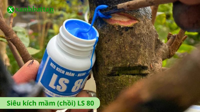 Siêu kích mầm (chồi) LS 80