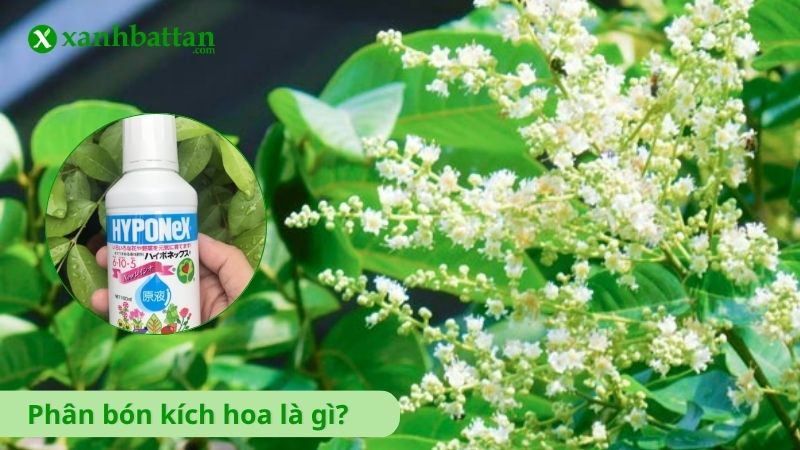 Phân bón kích hoa cho cây là gì?