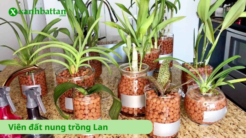 Viên đất nung (sỏi nhỏ) trồng Lan