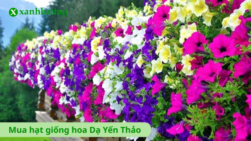 Hạt giống hoa Dạ Yến Thảo