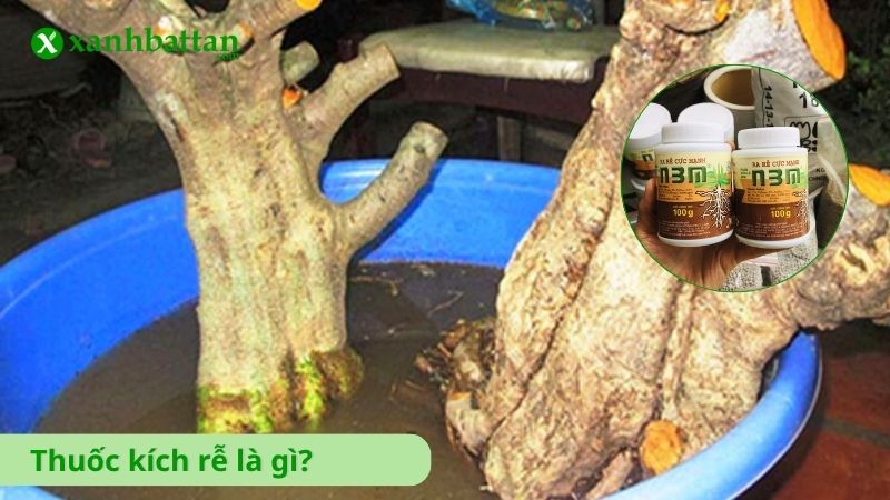 Thuốc kích rễ cho cây là gì?