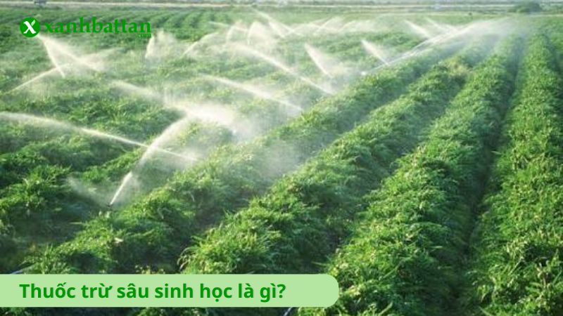 Thuốc trừ sâu sinh học là gì?