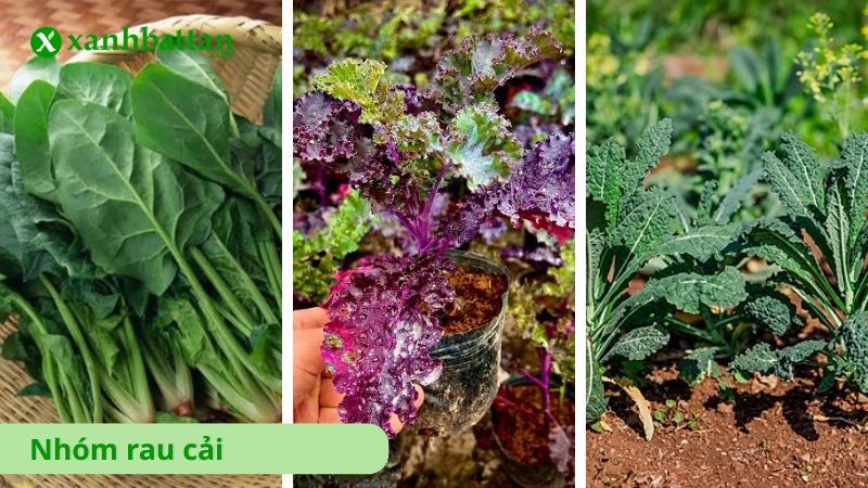 Nhóm hạt giống rau cải