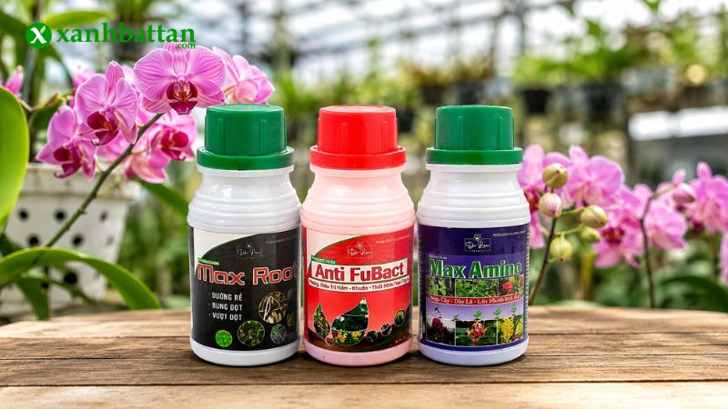 Combo trị thối nhũn cho hoa Lan