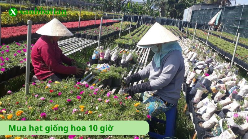 Hạt giống hoa 10 giờ