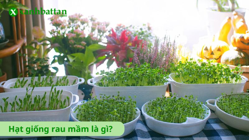 Hạt giống rau mầm là gì?