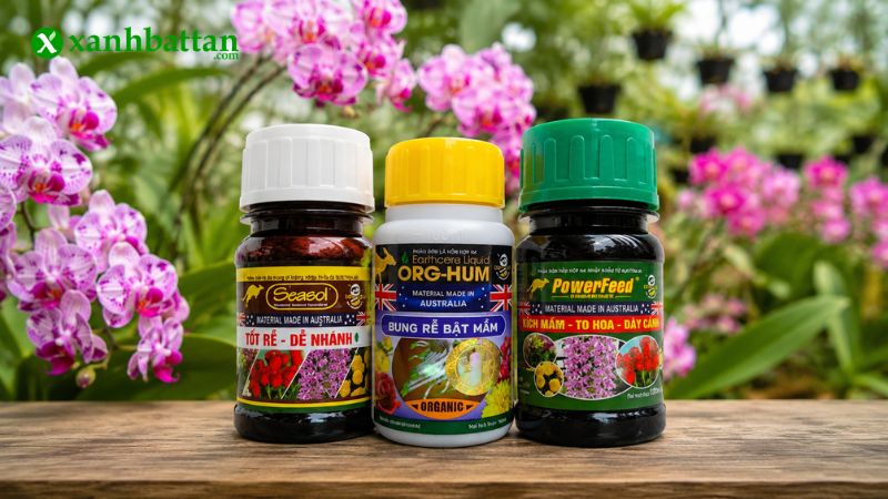 Combo kích rễ, kích chồi, kích hoa cho Lan & Hồng