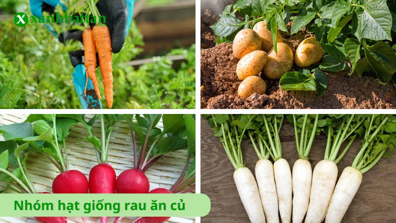 Nhóm hạt giống rau ăn củ