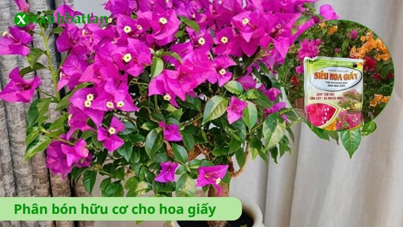 Phân bón hữu cơ cho hoa Giấy
