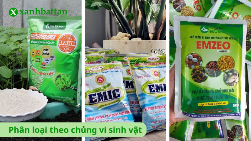 Phân loại theo chủng vi sinh vật