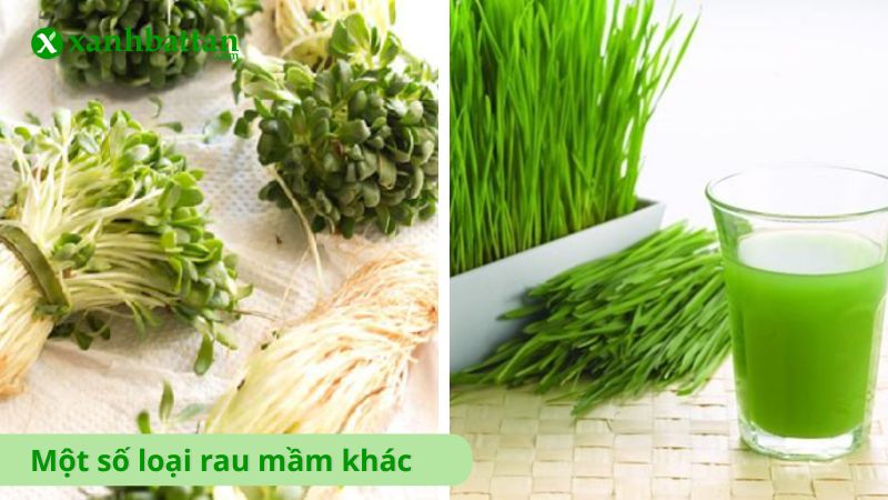 Một số loại rau mầm khác