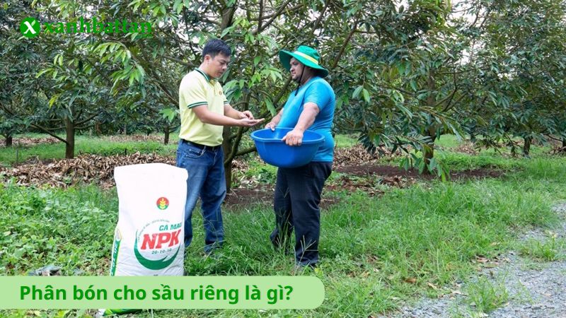 Phân bón cho sầu riêng là gì?