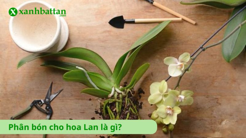 Phân bón cho hoa Lan là gì?