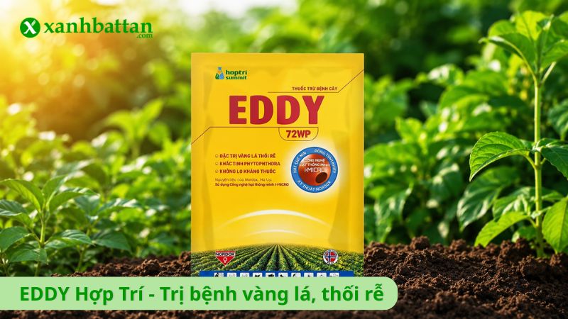 EDDY Hợp Trí - Trị bệnh vàng lá, thối rễ