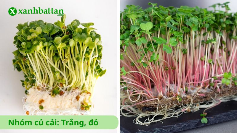 Nhóm hạt giống củ cải: Trắng, đỏ