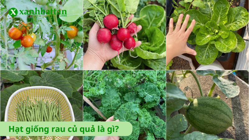 Hạt giống rau củ quả là gì?