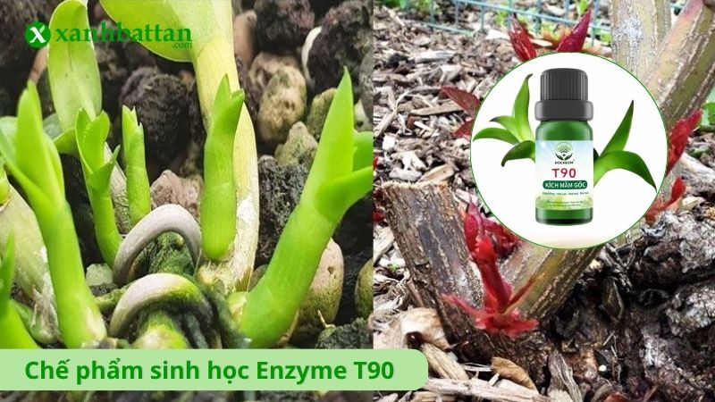 Chế phẩm sinh học Enzyme T90 siêu kích mầm