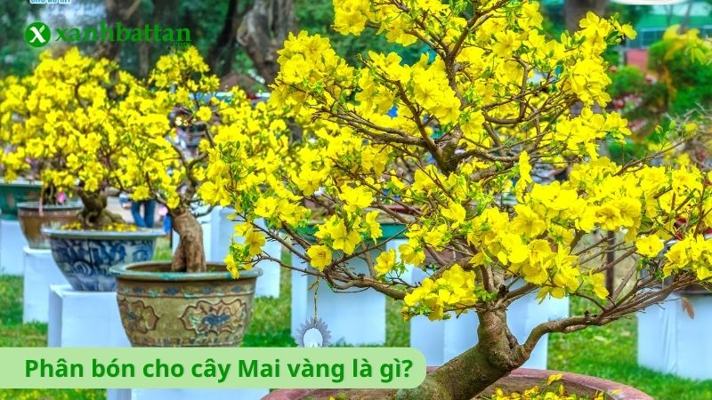 Phân bón cho Mai vàng là gì?