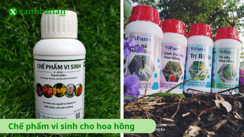 Chế phẩm vi sinh cho hoa hồng