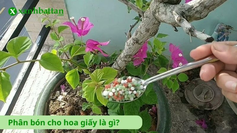 Phân bón cho hoa giấy là gì?