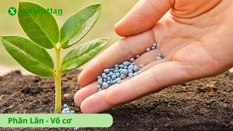 Tìm hiểu phân lân là gì