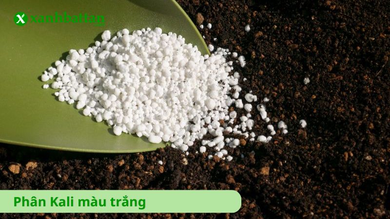 Phân Kali màu trắng (Kali Sunfat – K2SO4)