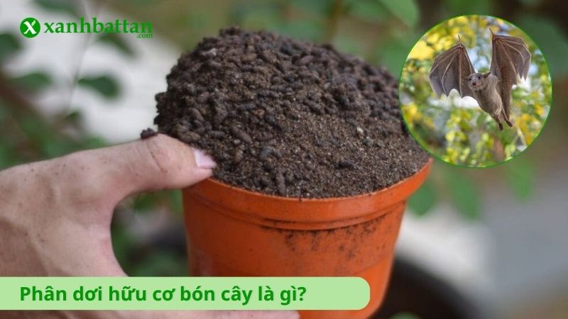 Phân dơi hữu cơ bón cây là gì?