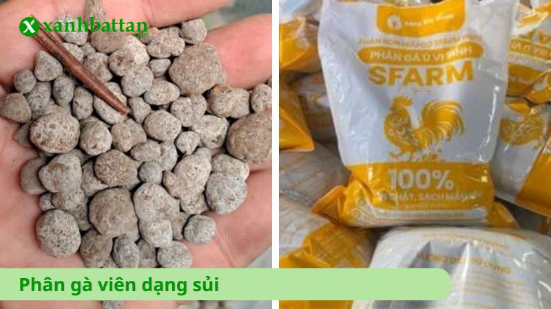 Phân gà viên dạng sủi